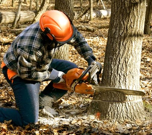 Tree Removal in Ramona, OK